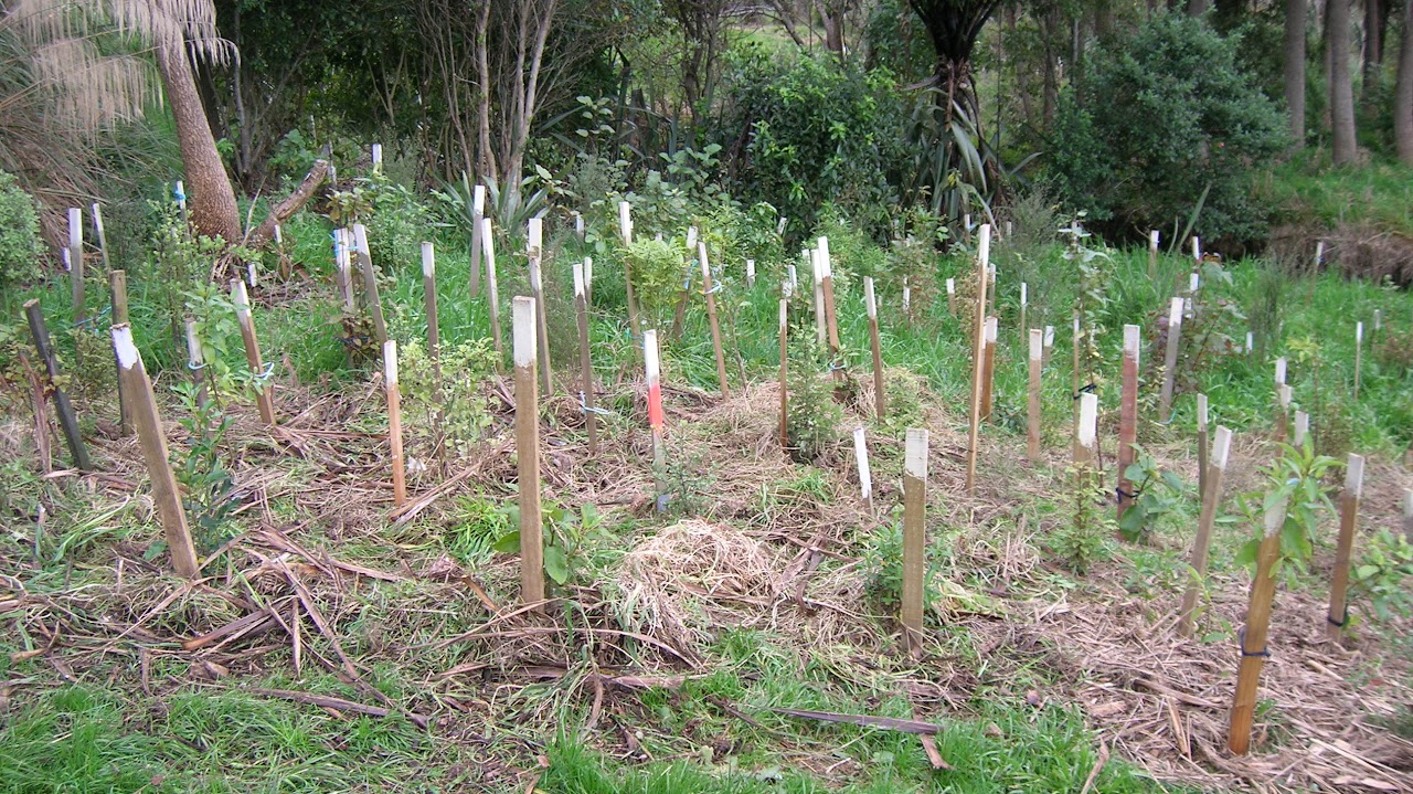 A newly planted area with marker sticks and mulch